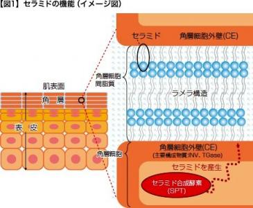 ヒト型ナノセラミド