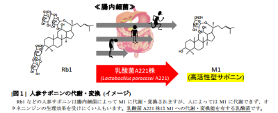 発酵オタネニンジン