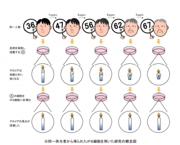 iPS細胞