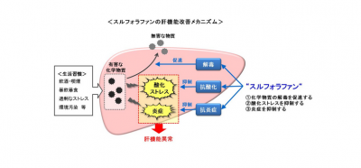 スルフォラファン