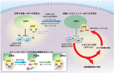 長寿遺伝子サーチュイン