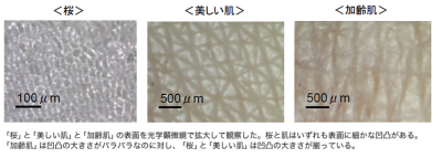 サクラオーラパウダー